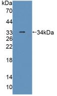 PLIN4 / S3-12 Antibody - Western Blot; Sample: Recombinant PLIN4, Human.