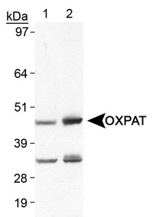 PLIN5 / OXPAT / LSDP5 Antibody - Detection of LSDP5 with PLIN5 / OXPAT / LSDP5 Antibody. Lane 1, human heart lysate. Lane 2, mouse heart lysate. This image was taken for the unconjugated form of this product. Other forms have not been tested.