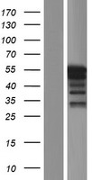 PLIN5 / OXPAT / LSDP5 Protein - Western validation with an anti-DDK antibody * L: Control HEK293 lysate R: Over-expression lysate