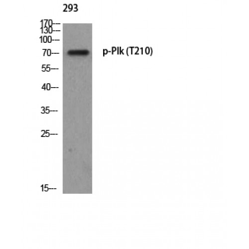 PLK1 / PLK-1 Antibody - Western blot of Phospho-Plk (T210) antibody