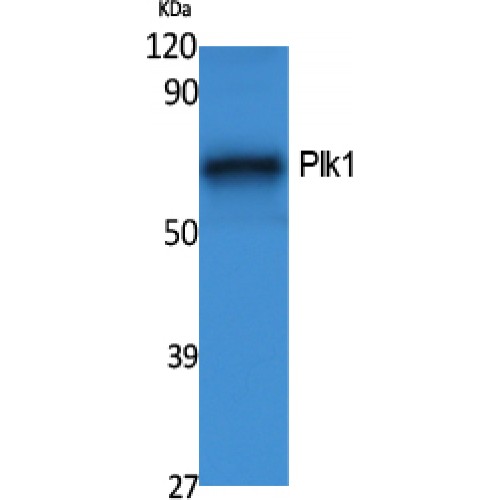PLK1 / PLK-1 Antibody - Western blot of Plk1 antibody