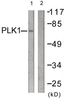 PLK1 / PLK-1 Antibody - Western blot analysis of lysates from LOVO cells, treated with PMA 125ng/ml 30', using PLK1 Antibody. The lane on the right is blocked with the synthesized peptide.