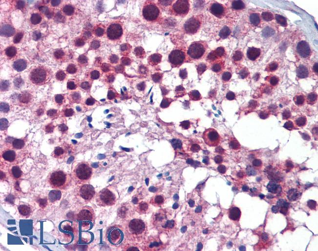 PLK1 / PLK-1 Antibody - Anti-PLK1 antibody IHC of human testis. Immunohistochemistry of formalin-fixed, paraffin-embedded tissue after heat-induced antigen retrieval. Antibody concentration 5 ug/ml.  This image was taken for the unconjugated form of this product. Other forms have not been tested.