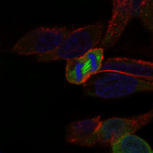 PLK1 / PLK-1 Antibody - Immunofluorescence of HeLa cells using PLK1 mouse monoclonal antibody (green). Blue: DRAQ5 fluorescent DNA dye. Red: Actin filaments have been labeled with Alexa Fluor-555 phalloidin.