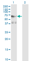 PLK1 / PLK-1 Antibody - Western Blot analysis of PLK1 expression in transfected 293T cell line by PLK1 monoclonal antibody (M01), clone 2G12.Lane 1: PLK1 transfected lysate(68.3 KDa).Lane 2: Non-transfected lysate.