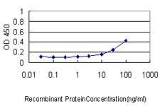 PLK1 / PLK-1 Antibody - Detection limit for recombinant GST tagged PLK1 is approximately 1 ng/ml as a capture antibody.