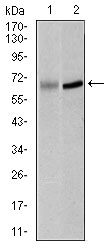 PLK1 / PLK-1 Antibody - Western blot using PLK1 mouse monoclonal antibody against K562 (1) and Raji (2) cell lysate.