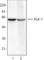 PLK1 / PLK-1 Antibody - Hela cell extract (Lane 1) or NIH3T3 cell extract (Lane 2) was resolved by electrophoresis, transferred to nitrocellulose and probed with monoclonal anti-Plk-1 (Clone 3F8) antibody. Proteins were visualized using a goat anti-mouse secondary conjugated to.