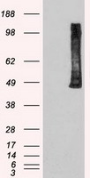 PLK1 / PLK-1 Antibody - HEK293T cells were transfected with the pCMV6-ENTRY control (Left lane) or pCMV6-ENTRY PLK1 (Right lane) cDNA for 48 hrs and lysed. Equivalent amounts of cell lysates (5 ug per lane) were separated by SDS-PAGE and immunoblotted with anti-PLK1.