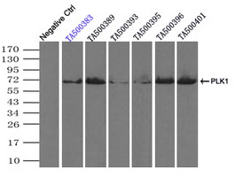 PLK1 / PLK-1 Antibody - Immunoprecipitation(IP) of PLK1 by using monoclonal anti-PLK1 antibodies (Negative control: IP without adding anti-PLK1 antibody.). For each experiment, 500ul of DDK tagged PLK1 overexpression lysates (at 1:5 dilution with HEK293T lysate), 2 ug of anti-PLK1 antibody and 20ul (0.1 mg) of goat anti-mouse conjugated magnetic beads were mixed and incubated overnight. After extensive wash to remove any non-specific binding, the immuno-precipitated products were analyzed with rabbit anti-DDK polyclonal antibody.