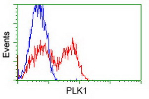 PLK1 / PLK-1 Antibody - HEK293T cells transfected with either overexpress plasmid (Red) or empty vector control plasmid (Blue) were immunostained by anti-PLK1 antibody, and then analyzed by flow cytometry.