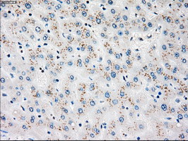 PLK1 / PLK-1 Antibody - IHC of paraffin-embedded liver tissue using anti-PLK1 mouse monoclonal antibody. (Dilution 1:50).