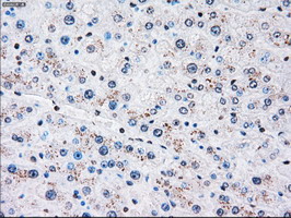 PLK1 / PLK-1 Antibody - IHC of paraffin-embedded liver tissue using anti-PLK1 mouse monoclonal antibody. (Dilution 1:50).
