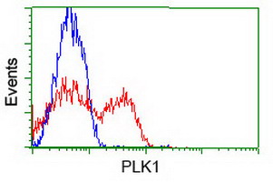 PLK1 / PLK-1 Antibody - HEK293T cells transfected with either overexpress plasmid (Red) or empty vector control plasmid (Blue) were immunostained by anti-PLK1 antibody, and then analyzed by flow cytometry.