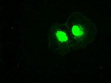 PLK1 / PLK-1 Antibody - Anti-PLK1 mouse monoclonal antibody  immunofluorescent staining of COS7 cells transiently transfected by pCMV6-ENTRY PLK1.