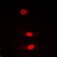 PLK1 / PLK-1 Antibody - Immunofluorescent analysis of PLK1 staining in HeLa cells. Formalin-fixed cells were permeabilized with 0.1% Triton X-100 in TBS for 5-10 minutes and blocked with 3% BSA-PBS for 30 minutes at room temperature. Cells were probed with the primary antibody in 3% BSA-PBS and incubated overnight at 4 deg C in a humidified chamber. Cells were washed with PBST and incubated with a DyLight 594-conjugated secondary antibody (red) in PBS at room temperature in the dark. DAPI was used to stain the cell nuclei (blue).