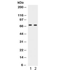 PLK1 / PLK-1 Antibody