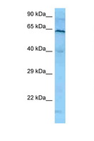 PLK1 / PLK-1 Antibody - PLK1 antibody Western blot of HeLa Cell lysate. Antibody concentration 1 ug/ml.  This image was taken for the unconjugated form of this product. Other forms have not been tested.