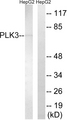 PLK3 Antibody - Western blot analysis of lysates from HepG2 cells, using PLK3 Antibody. The lane on the right is blocked with the synthesized peptide.
