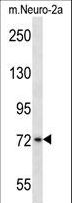 PLK3 Antibody - Mouse Plk3 Antibody western blot of mouse Neuro-2a cell line lysates (35 ug/lane). The Plk3 antibody detected the Plk3 protein (arrow).