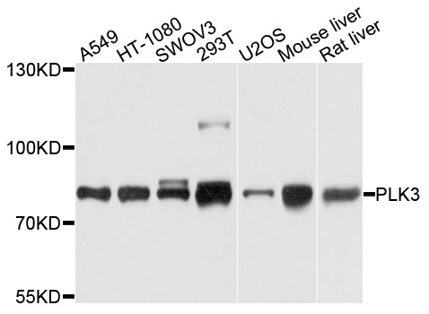 PLK3 Antibody - Western blot analysis of extracts of various cells.