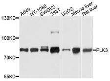PLK3 Antibody - Western blot analysis of extracts of various cells.