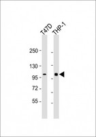 PLK4 / SAK Antibody - All lanes: Anti-PLK4 Antibody (C-Term) at 1:2000 dilution. Lane 1: T47D whole cell lysate. Lane 2: THP-1 whole cell lysate Lysates/proteins at 20 ug per lane. Secondary Goat Anti-Rabbit IgG, (H+L), Peroxidase conjugated at 1:10000 dilution. Predicted band size: 109 kDa. Blocking/Dilution buffer: 5% NFDM/TBST.