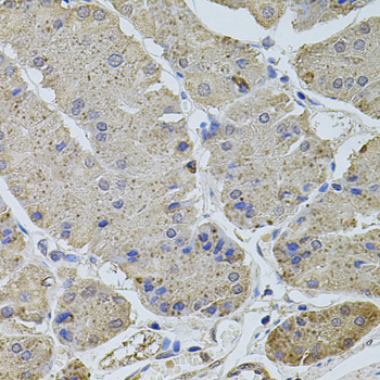 PLK4 / SAK Antibody - Immunohistochemistry of paraffin-embedded human stomach tissue.