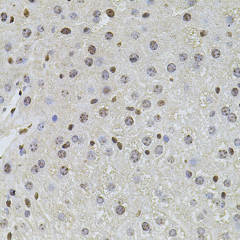PLK4 / SAK Antibody - Immunohistochemistry of paraffin-embedded mouse liver tissue.