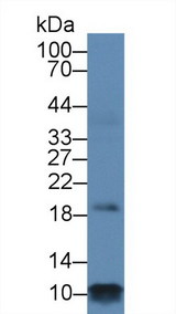PLN / Phospholamban Antibody - Western Blot; Sample: Rat Heart lysate; Primary Ab: 1µg/ml Rabbit Anti-Human PLN Antibody Second Ab: 0.2µg/mL HRP-Linked Caprine Anti-Rabbit IgG Polyclonal Antibody
