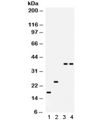 PLN / Phospholamban Antibody