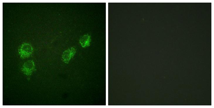 PLN / Phospholamban Antibody - P-peptide - + Immunofluorescence analysis of HuvEc cells, using PLB (Phospho-Ser16+Thr17) antibody.