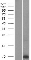 PLN / Phospholamban Protein - Western validation with an anti-DDK antibody * L: Control HEK293 lysate R: Over-expression lysate