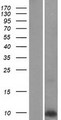 PLN / Phospholamban Protein - Western validation with an anti-DDK antibody * L: Control HEK293 lysate R: Over-expression lysate