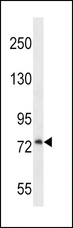PLOD / PLOD1 Antibody - PLOD1 Antibody western blot of U251 cell line lysates (35 ug/lane). The PLOD1 antibody detected the PLOD1 protein (arrow).