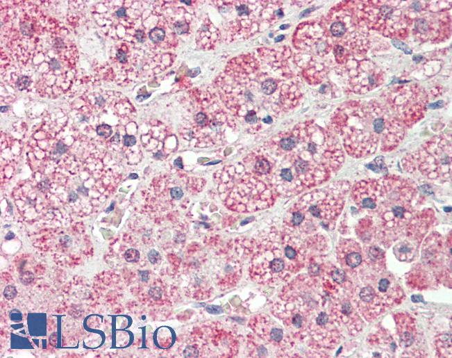 PLOD2 Antibody - Anti-PLOD2 antibody IHC staining of human adrenal. Immunohistochemistry of formalin-fixed, paraffin-embedded tissue after heat-induced antigen retrieval. Antibody concentration 5 ug/ml.  This image was taken for the unconjugated form of this product. Other forms have not been tested.