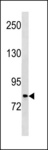 PLOD2 Antibody - PLOD2 Antibody western blot of HeLa cell line lysates (35 ug/lane). The PLOD2 antibody detected the PLOD2 protein (arrow).