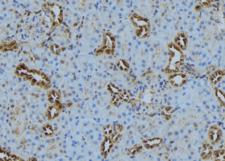 PLOD3 Antibody - 1:100 staining mouse kidney tissue by IHC-P. The sample was formaldehyde fixed and a heat mediated antigen retrieval step in citrate buffer was performed. The sample was then blocked and incubated with the antibody for 1.5 hours at 22°C. An HRP conjugated goat anti-rabbit antibody was used as the secondary.