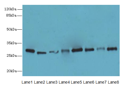 PLP1 / Myelin PLP Antibody - Western blot. All lanes: PLP1 antibody at 4 ug/ml. Lane 1: HeLa whole cell lysate. Lane 2: HL60 whole cell lysate. Lane 3: K562 whole cell lysate. Lane 4: Thp-1 whole cell lysate. Lane 5: U937 whole cell lysate. Lane 6: A549 whole cell lysate. Lane 7: Caco-2 whole cell lysate. Lane 8: HepG-2 whole cell lysate. Secondary Goat polyclonal to Rabbit IgG at 1:10000 dilution. Predicted band size: 30 kDa. Observed band size: 30 kDa.