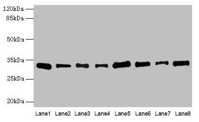 PLP1 / Myelin PLP Antibody - Western blot All lanes: PLP1 antibody at 4µg/ml Lane 1: Hela whole cell lysate Lane 2: HL60 whole cell lysate Lane 3: K562 whole cell lysate Lane 4: THP-1 whole cell lysate Lane 5: U937 whole cell lysate Lane 6: A549 whole cell lysate Lane 7: Caco-2 whole cell lysate Lane 8: HepG2 whole cell lysate Secondary Goat polyclonal to rabbit IgG at 1/10000 dilution Predicted band size: 31, 27 kDa Observed band size: 31 kDa
