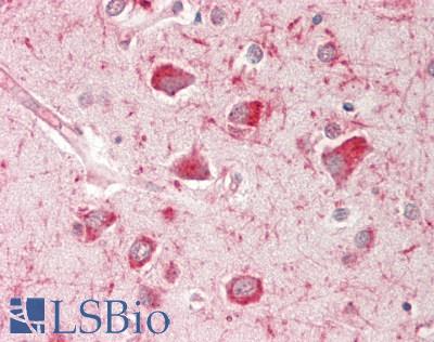 PLP1 / Myelin PLP Antibody - Human Brain, Cortex: Formalin-Fixed, Paraffin-Embedded (FFPE).  This image was taken for the unconjugated form of this product. Other forms have not been tested.