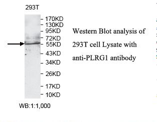 PLRG1 Antibody