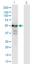 PLRG1 Antibody - Western Blot analysis of PLRG1 expression in transfected 293T cell line by PLRG1 monoclonal antibody (M06), clone 7H2.Lane 1: PLRG1 transfected lysate (Predicted MW: 57.2 KDa).Lane 2: Non-transfected lysate.