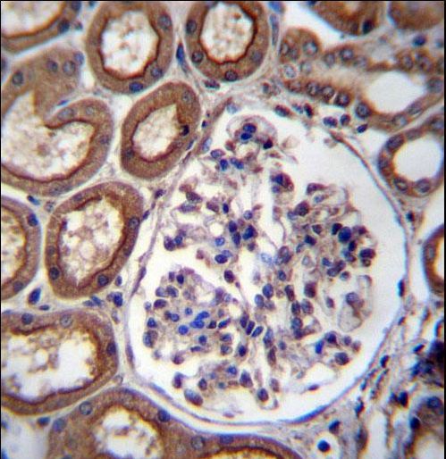 PLS1 / Fimbrin Antibody - PLS1 Antibody immunohistochemistry of formalin-fixed and paraffin-embedded human kidney tissue followed by peroxidase-conjugated secondary antibody and DAB staining.
