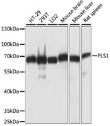 PLS1 / Fimbrin Antibody - Western blot analysis of extracts of various cell lines, using PLS1 antibody at 1:1000 dilution. The secondary antibody used was an HRP Goat Anti-Rabbit IgG (H+L) at 1:10000 dilution. Lysates were loaded 25ug per lane and 3% nonfat dry milk in TBST was used for blocking. An ECL Kit was used for detection and the exposure time was 3s.