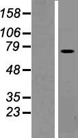 PLS1 / Fimbrin Protein - Western validation with an anti-DDK antibody * L: Control HEK293 lysate R: Over-expression lysate