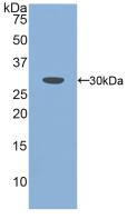 PLS3 / T Plastin Antibody - Western Blot; Sample: Recombinant PLS3, Mouse.