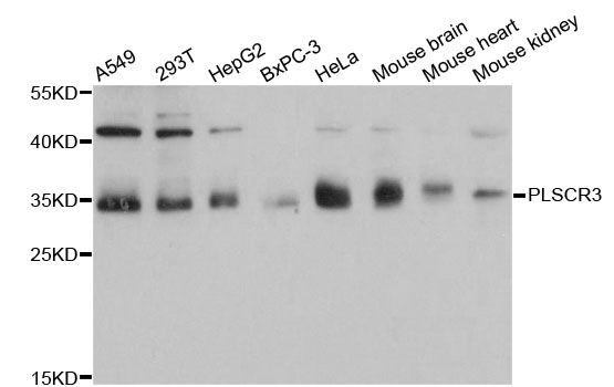 PLSCR3 Antibody - Western blot analysis of extracts of various cell lines, using PLSCR3 antibody at 1:1000 dilution. The secondary antibody used was an HRP Goat Anti-Rabbit IgG (H+L) at 1:10000 dilution. Lysates were loaded 25ug per lane and 3% nonfat dry milk in TBST was used for blocking. An ECL Kit was used for detection and the exposure time was 1s.