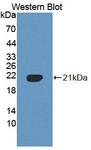 PLSCR3 Antibody - Western Blot; Sample: Recombinant protein.