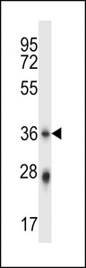 PLSCR4 Antibody - PLSCR4 Antibody western blot of mouse stomach tissue lysates (35 ug/lane). The PLSCR4 antibody detected the PLSCR4 protein (arrow).